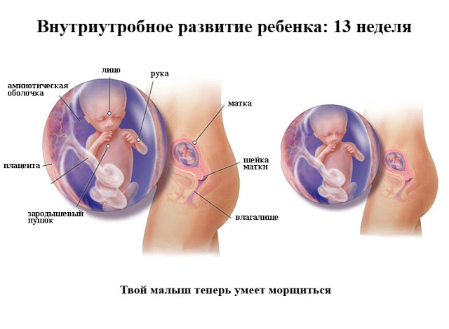 Срок беременности 13 недель