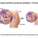 Срок беременности 15 недель