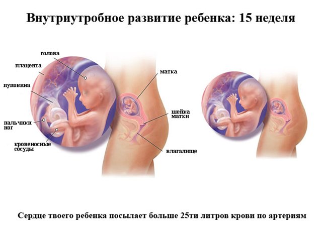 Срок беременности 15 недель