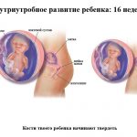 Срок беременности 16 недель