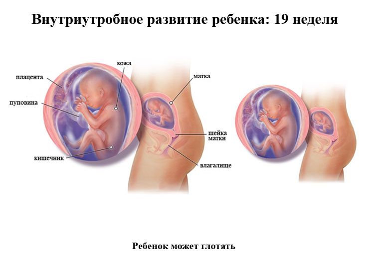 Срок беременности 19 недель