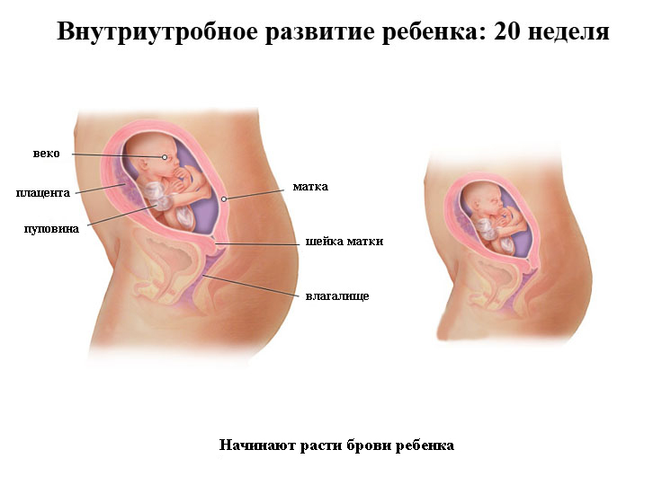 Срок беременности 20 недель