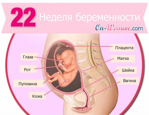 Срок беременности 22 недели