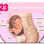 Срок беременности 23 недели
