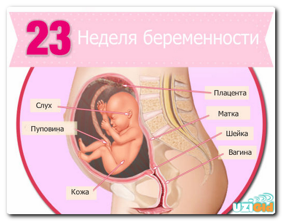 Срок беременности 23 недели