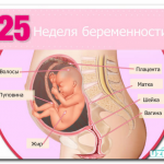 Срок беременности 25 недель