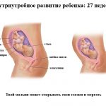 Срок беременности 27 недель