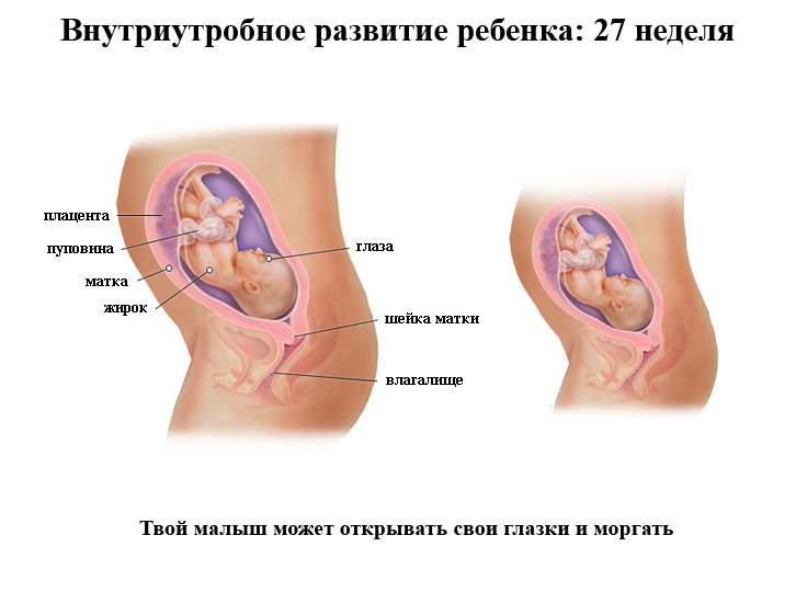 Срок беременности 27 недель