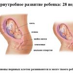 Срок беременности 28 недель