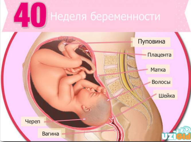 Срок беременности 40 недель