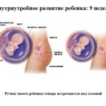 Срок беременности 9 недель