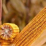 Где купить лучшие гибриды кукурузы в Украине?